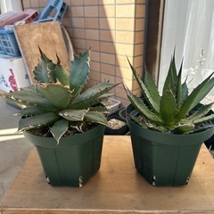 アガベ2株 商談中