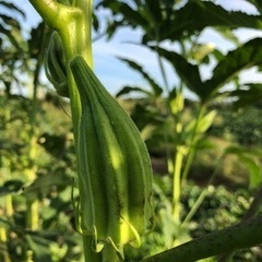 [GW限定値下げ]無農薬　星オクラ　ダビデの星　自家採種　0410の画像