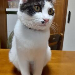 🆕三毛猫🐈🆕 - 里親募集