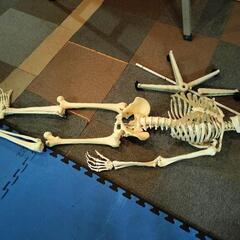 値下げしました。学校とか置かれている、人体骨格標本です
