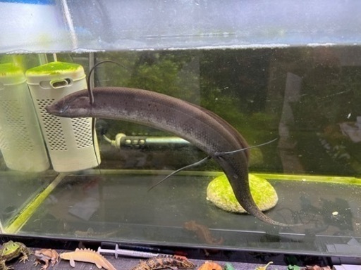 ハイギョ　熱帯魚