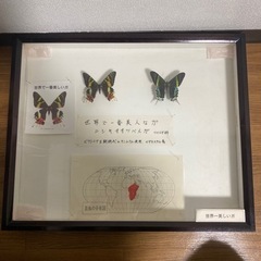 昆虫標本 6点セット