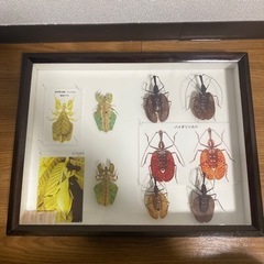 【ネット決済】昆虫標本　6点セット
