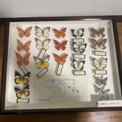 昆虫標本 6点セット