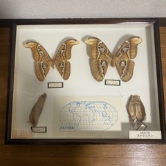 昆虫標本　6点セット 昆虫標本 6点セット