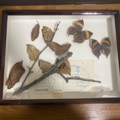 昆虫標本 6点セット