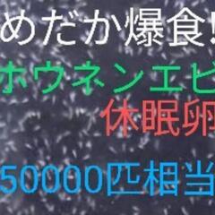 【ネット決済・配送可】送料無料!　めだか爆食！高栄養価　ホウネン...