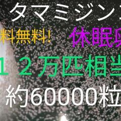 【ネット決済・配送可】送料無料!　タマミジンコ　休眠卵　１２万匹...