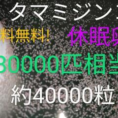 【ネット決済・配送可】送料無料!　タマミジンコ　休眠卵　8000...