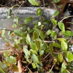 ブライダルベール　発根済み　観葉植物