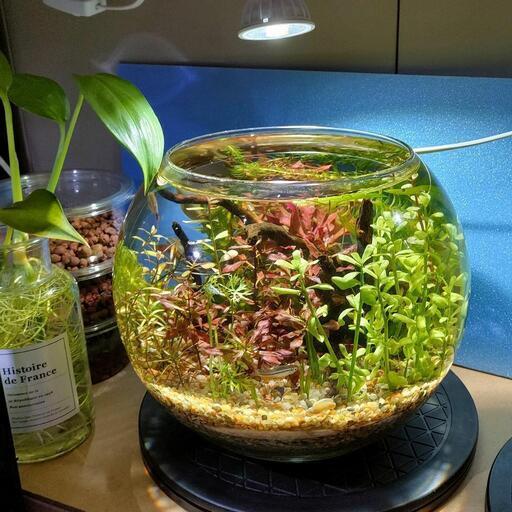【水槽関連】水草　有茎草　パート14