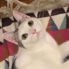 子猫みたいなお茶目っぷり、甘えん坊な美猫ちゃんです