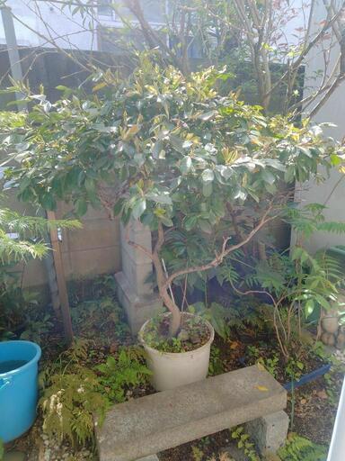 椿　ツバキ　園芸　植木　植木鉢　ガーデニング