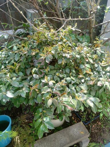 椿 ツバキ 園芸 植木 植木鉢 ガーデニング