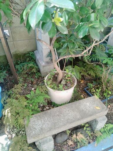椿 ツバキ 園芸 植木 植木鉢 ガーデニング