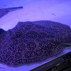 淡水エイ　ヘテロ　約胎盤４５センチメス