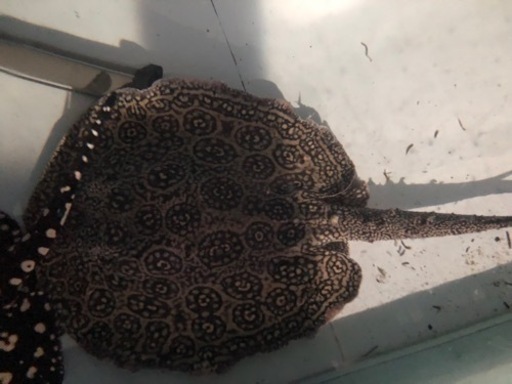 淡水エイ ヘテロ 約胎盤45センチメス