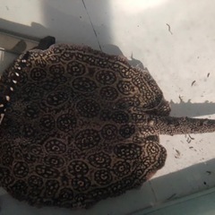 新品未使用付属品付 iRobot roomba 680 アイロボット ルンバ 680-淡水エイ　ヘテロ　約胎盤４５センチメス