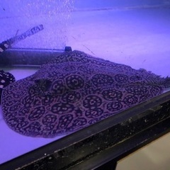 新品未使用付属品付 iRobot roomba 680 アイロボット ルンバ 680-淡水エイ　ヘテロ　約胎盤４５センチメス