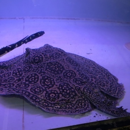 淡水エイ ヘテロ 約胎盤45センチメス - その他 