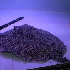 新品未使用付属品付 iRobot roomba 680 アイロボット ルンバ 680-淡水エイ　ヘテロ　約胎盤４５センチメス