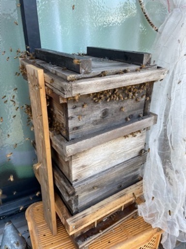 西洋蜜蜂箱入り　取りに来られる方のみ予約順 西洋蜜蜂箱入り 取りに来られる方のみ予約順