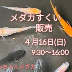 4/16(日)ジョイフルパルさんにてメダカすくい・販売🐟