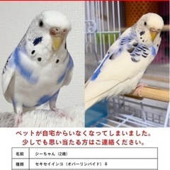 セキセイインコを探しています。