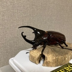 ケンタウルスオオカブト　幼虫ペア