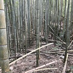 色々な竹材料あります。