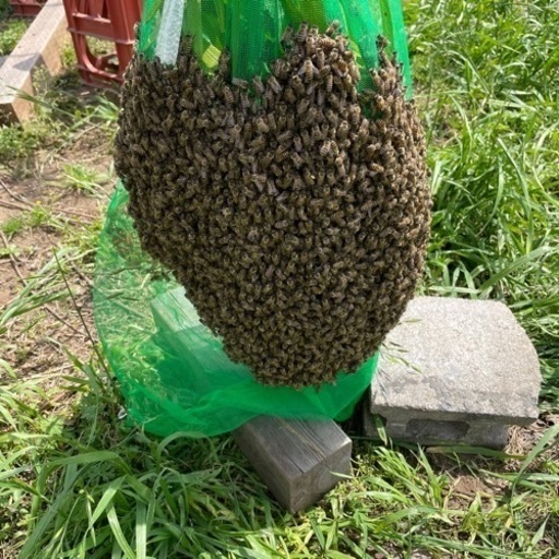 日本蜜蜂　分峰群　※早い方最優先です。