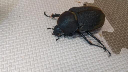 値下げしました！ ヘラクレスオオカブト(ヘラクレスヘラクレス)爆産ペア！