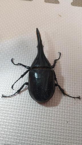 値下げしました！ ヘラクレスオオカブト(ヘラクレスヘラクレス)爆産ペア！