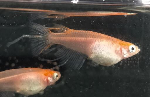 メダカのセット