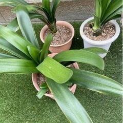 【観葉植物】クンシランを無料で差し上げます