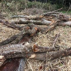 現場一掃 薪材 広葉樹 ８トン前後