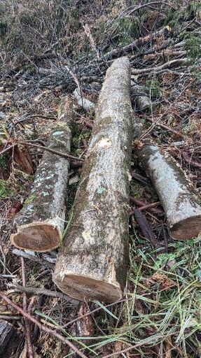 現場一掃 薪材 広葉樹 8トン前後