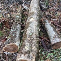 現場一掃 薪材 広葉樹 ８トン前後