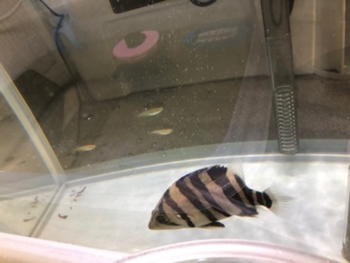 ダトニオプラスワン
