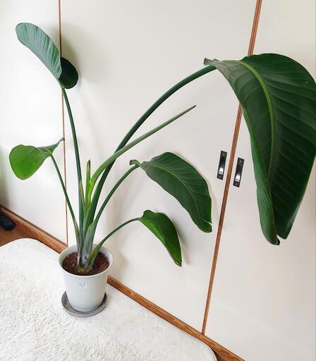 ストレチア レギネ 130cmの大型の観葉植物 | adventure-guides.co.jp