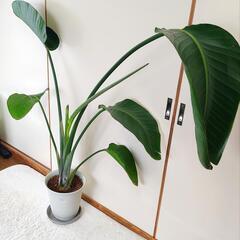観葉植物 ストレリチア 130cm