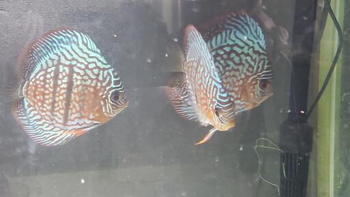 熱帯魚】ディスカス3匹