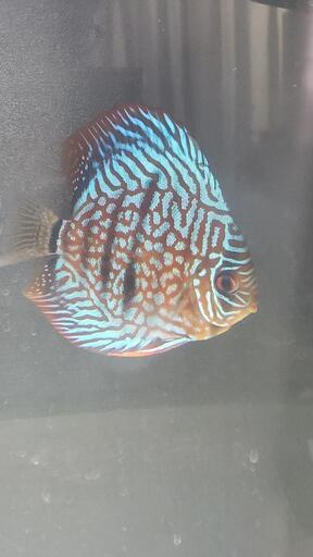 【熱帯魚】ディスカス3匹