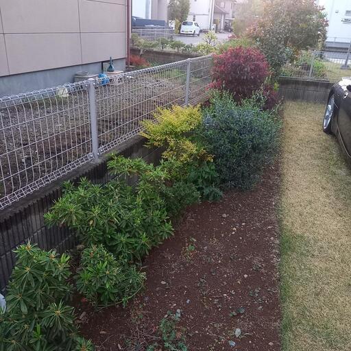 庭木(低木)お売りします。＊掘り出して持っていける方＊