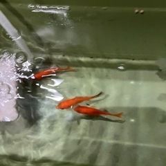 決まりました　小赤　金魚　3匹