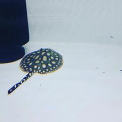 ⭐純血ダイヤモンドポルカベビー⭐ビックスポット