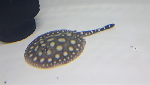 ⭐純血ダイヤモンドポルカベビー⭐ビックスポット
