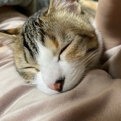 めちゃくちゃ甘えんぼな三毛猫