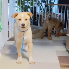 【県外可】野犬クリムくん子犬@神奈川県