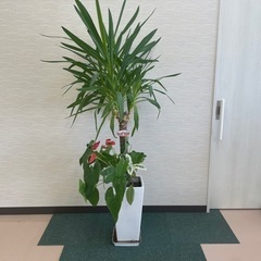 【売約済】寄せ植え観葉植物　170センチ